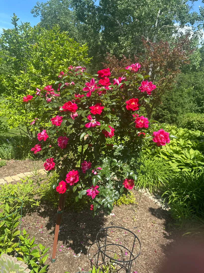 A flowering tree in the garden